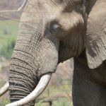 Africa Investment - ELEPHANT