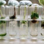 Tenant Screening - Micropropagation Of Plants